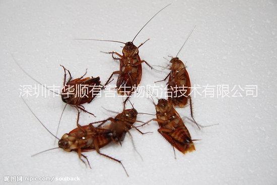 鹽田殺蟲(chóng)公司殺蟲(chóng)滅鼠公司殺蟑螂