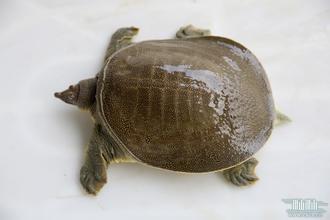 供應(yīng)廣東化州水魚苗