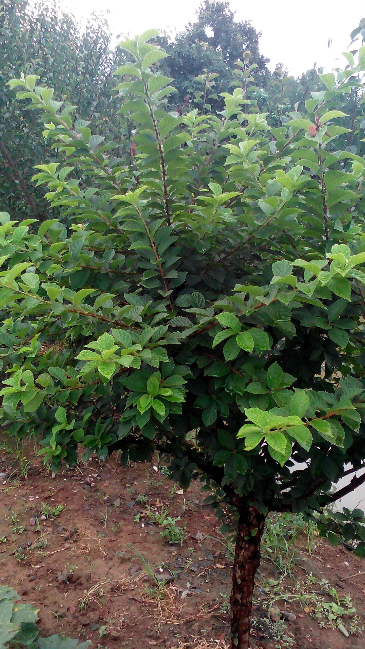 供應榆葉梅小苗，紅梅，*梅，綠梅，