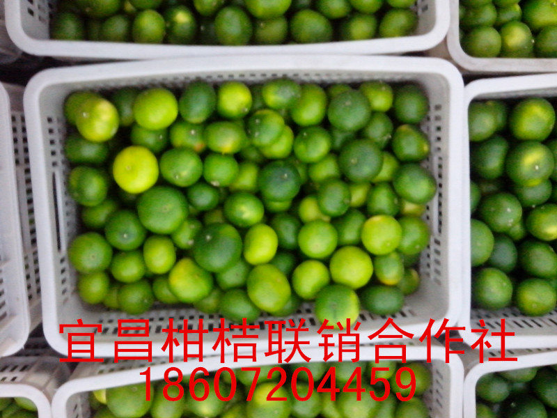 宜昌早熟桔子多少錢一噸 宜昌早熟桔子行情價(jià) 宜昌早熟桔子供應(yīng)價(jià)格