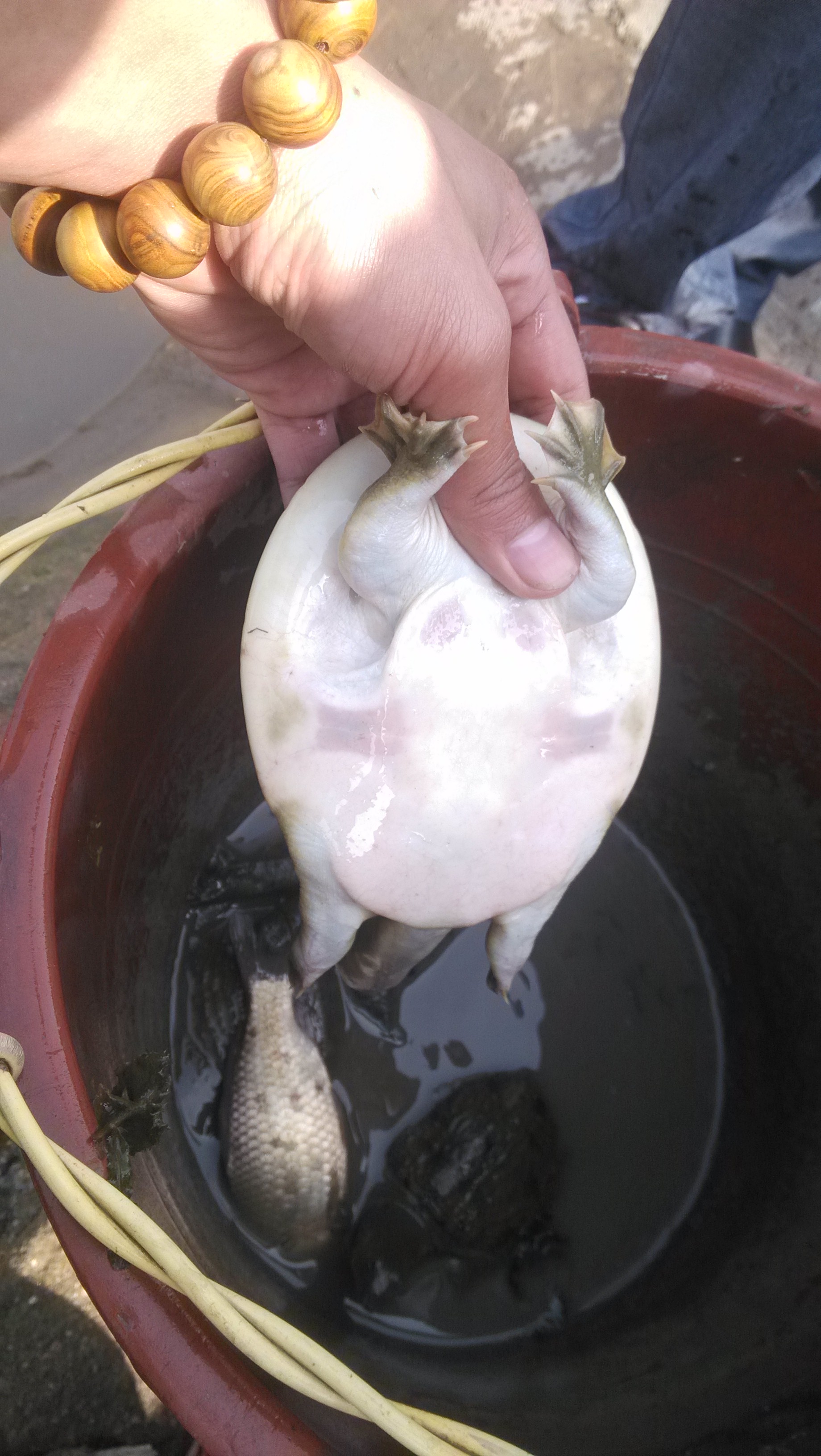 供應用于養(yǎng)殖的湖南生態(tài)甲魚養(yǎng)殖基地批發(fā)甲魚苗/中華鱉甲魚養(yǎng)殖批發(fā)