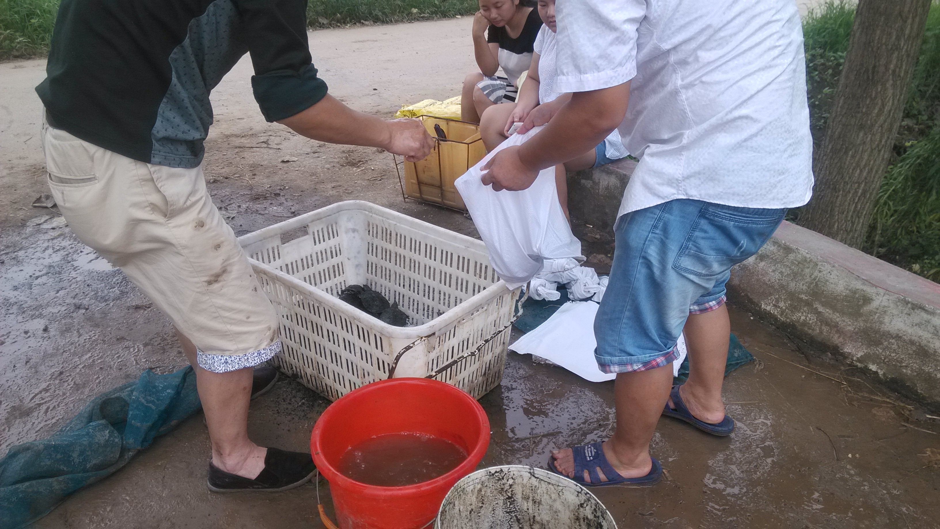 漢壽純種中華鱉甲魚苗生態(tài)甲魚一斤多少錢