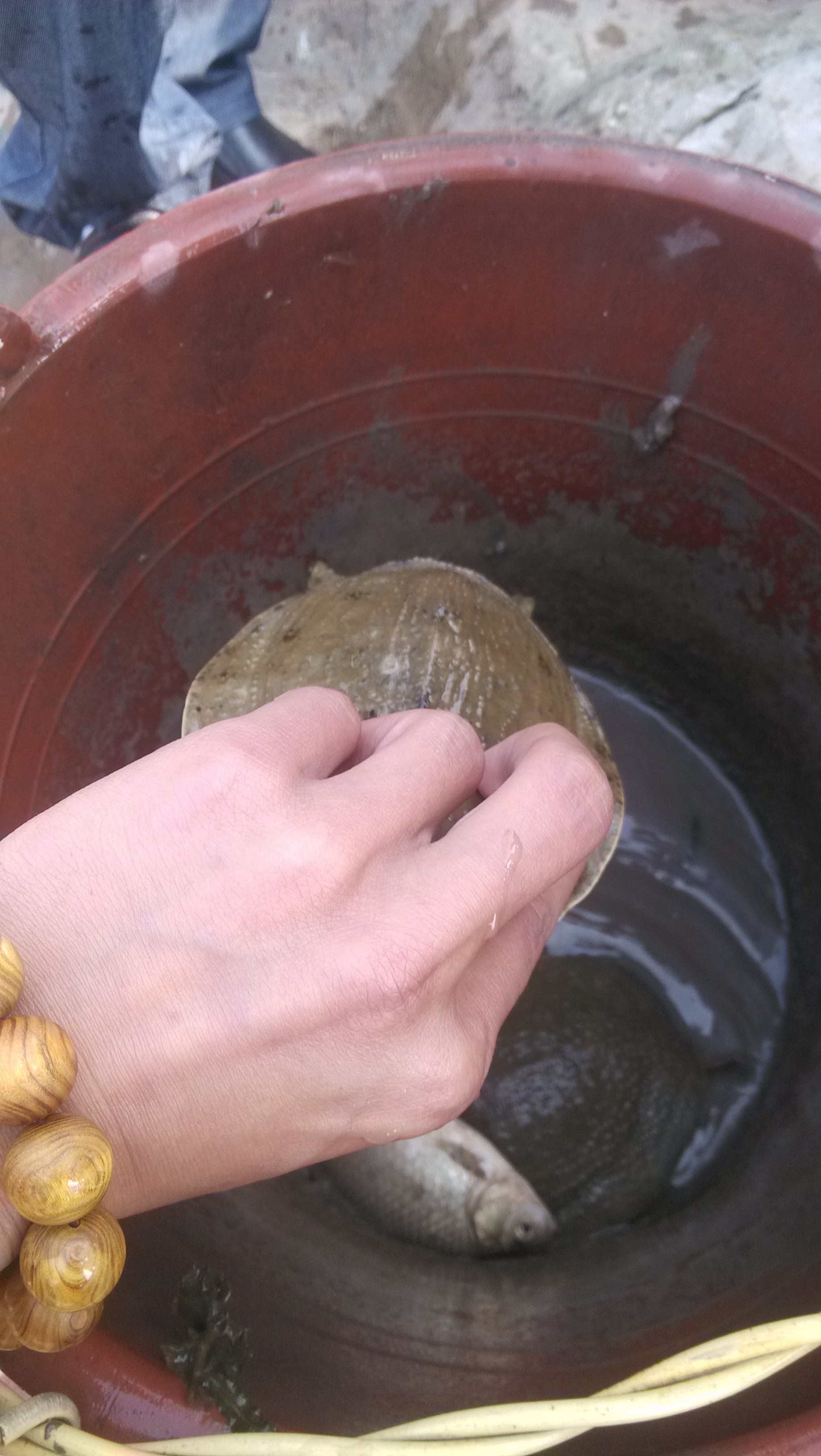 湖南漢壽中華鱉養(yǎng)殖場甲魚苗子批發(fā)價格/中華鱉種苗