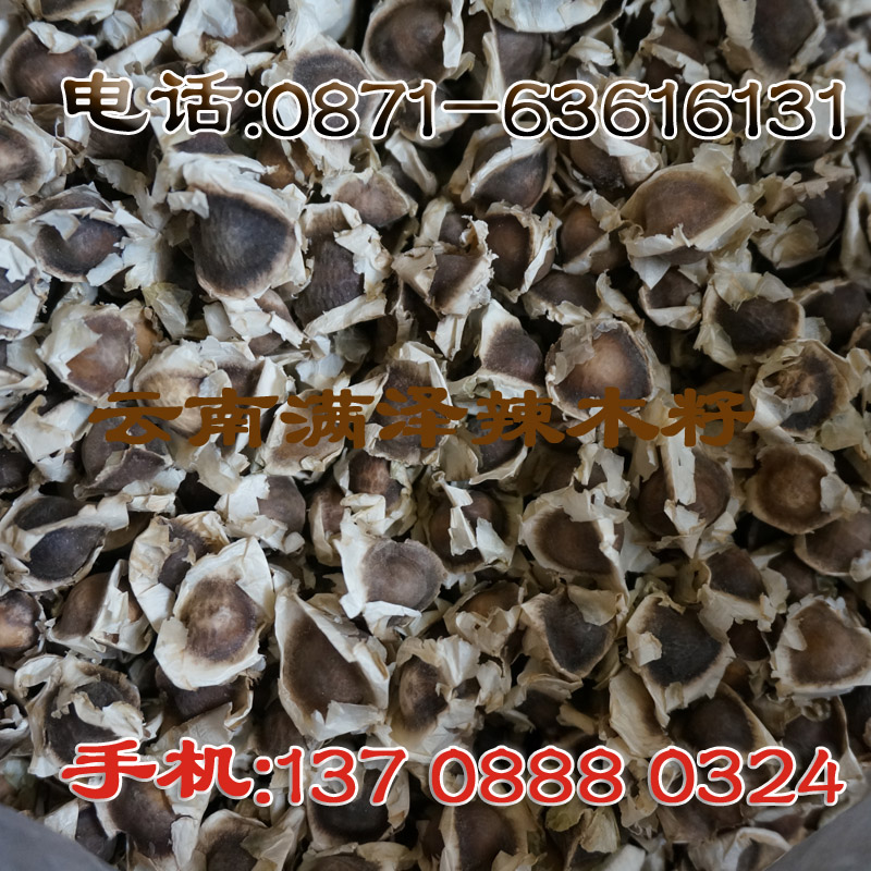 云南辣木，云南辣木籽基地，辣木籽昆明哪里買(mǎi)，云南辣木籽基地，昆明辣木籽基地，昆明辣木批發(fā)，昆明辣木籽供應(yīng)