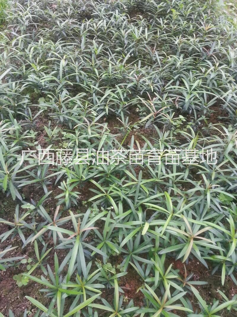 供應(yīng)紅芽海島羅漢松種子 小苗