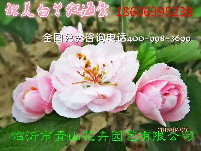供應(yīng)北美海棠苗木種植基地/ 魯南大型花卉苗木繁育基地
