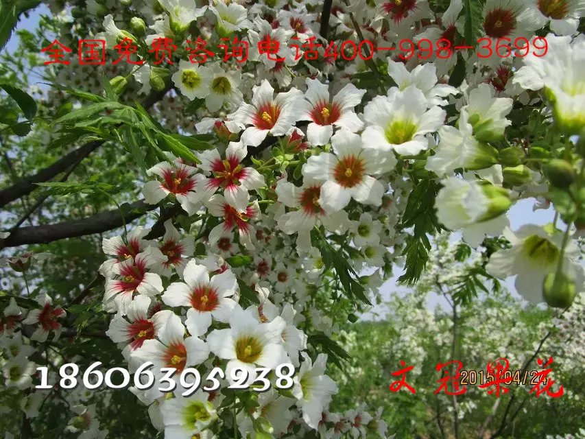 供應(yīng)山東臨沂綠化苗木生產(chǎn)商，北美海棠生產(chǎn)基地