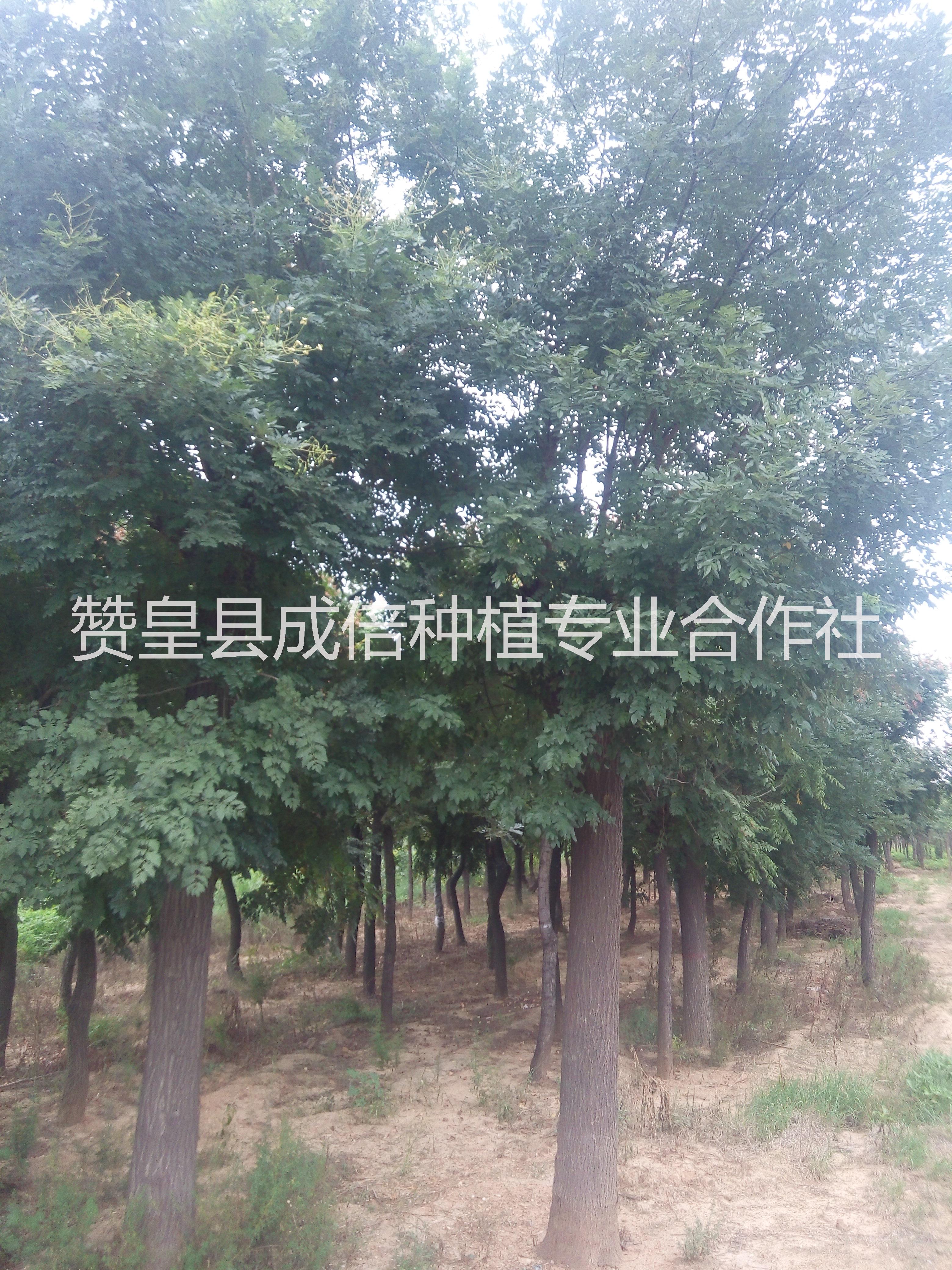 供應(yīng)大國(guó)槐樹(shù) 哪里有賣(mài)國(guó)槐大樹(shù)的 國(guó)槐種植基地 國(guó)槐批發(fā)價(jià)格多少