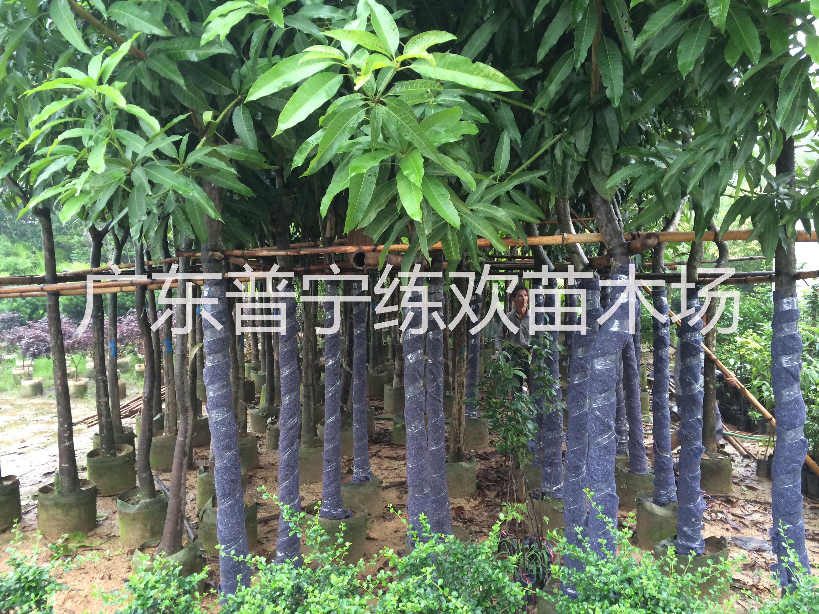 供應(yīng)海南芒果樹苗，芒果樹苗價(jià)格，哪里芒果樹苗便宜，芒果樹苗種植，芒果樹苗多少錢