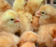 供應(yīng)優(yōu)質(zhì)純紅雞苗，優(yōu)質(zhì)純紅雞苗易飼養(yǎng)，好管理。