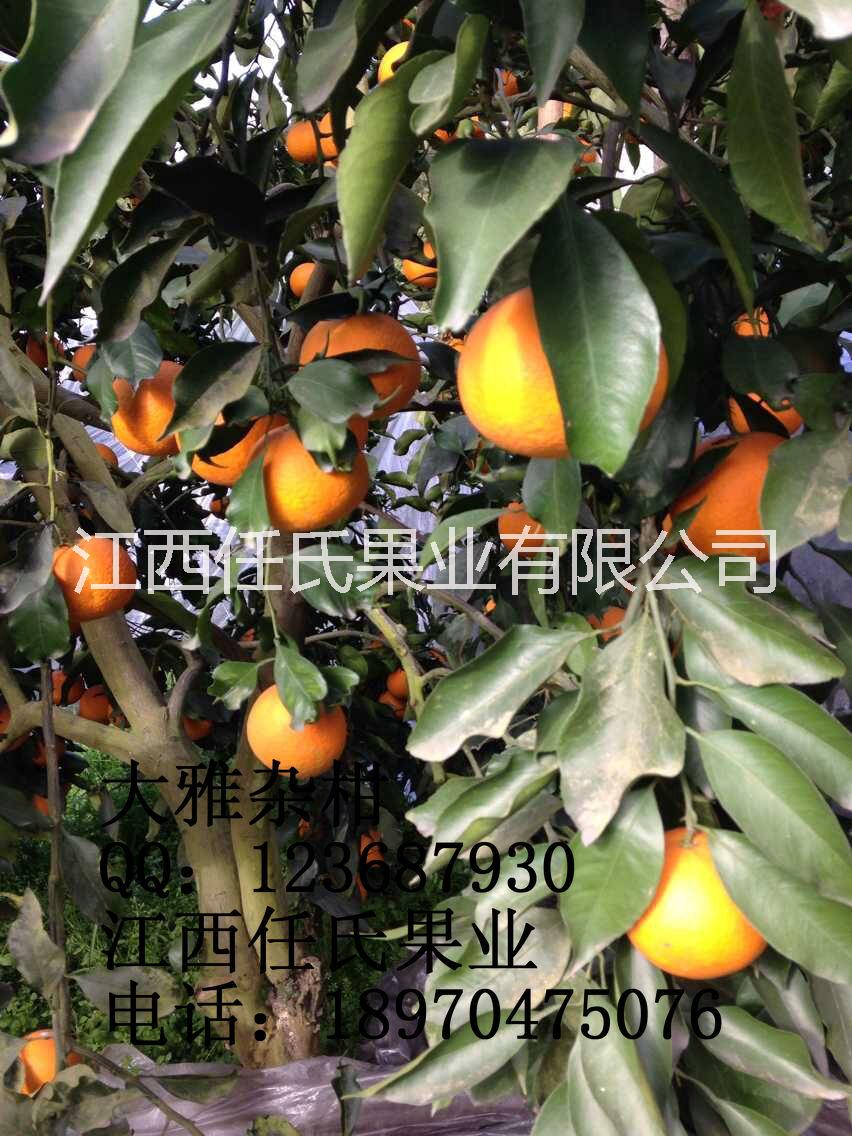 供應(yīng)大雅柑苗 大雅雜柑苗 大雅柑1號(hào)苗 大雅柑2號(hào)苗