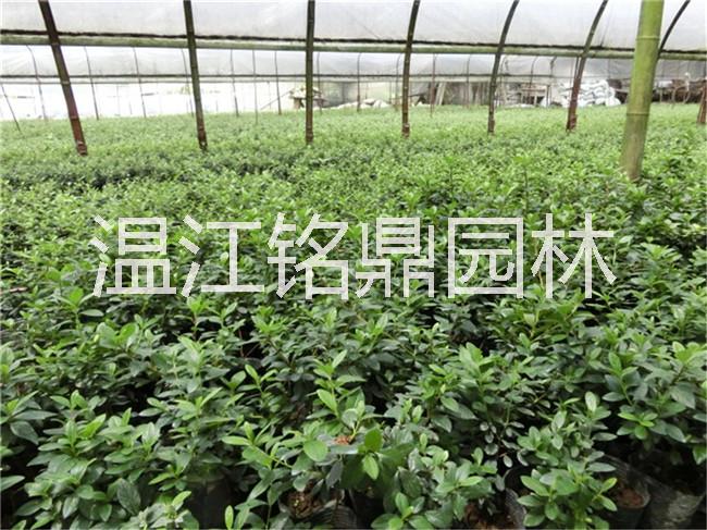 供應(yīng)四川西洋鵑/四川成都西洋鵑批發(fā)/*/春娟/夏娟/毛娟