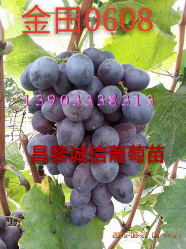 供應(yīng)用于種植的金田0608葡萄苗價(jià)格，金田0608葡萄苗價(jià)格，金田0608葡萄苗批發(fā)