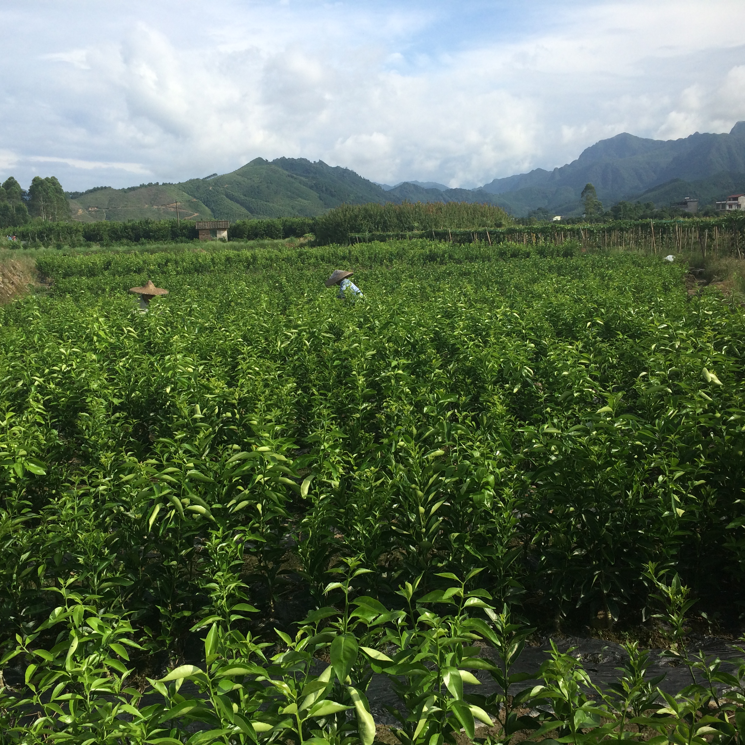 供應(yīng)用于種植的廣西馬水桔果苗 陽春馬水桔果苗