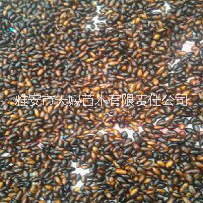 供應(yīng)用于楨楠苗|金絲楠木|小葉楨楠苗的雅安天賜苗木基地金絲楠、楨楠苗