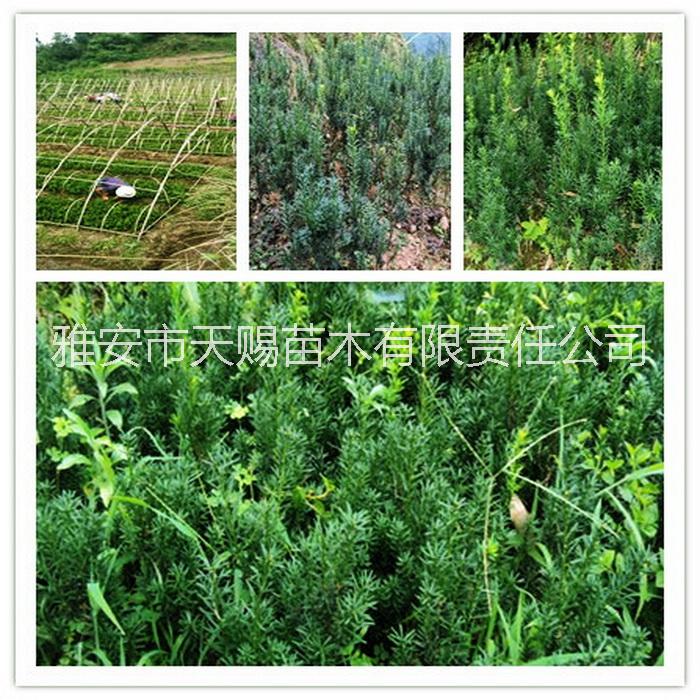 供應(yīng)雅安曼地亞紅豆杉枝條供應(yīng)基地