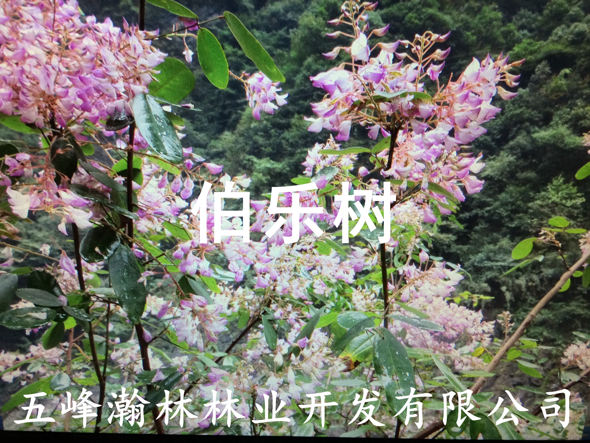供應(yīng)伯樂樹大苗山桃樹大苗鐘萼木大苗