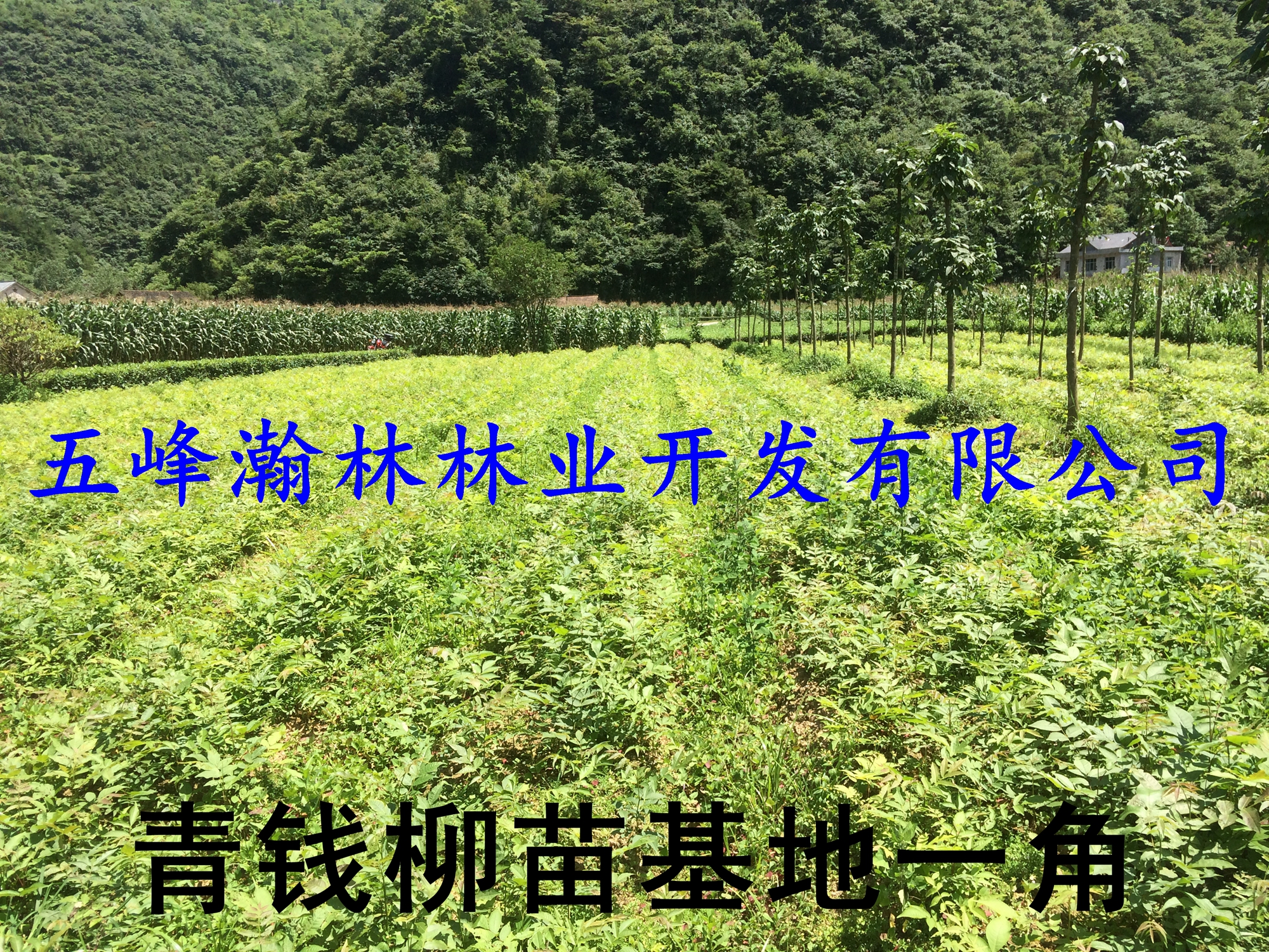 供應搖錢樹保健茶