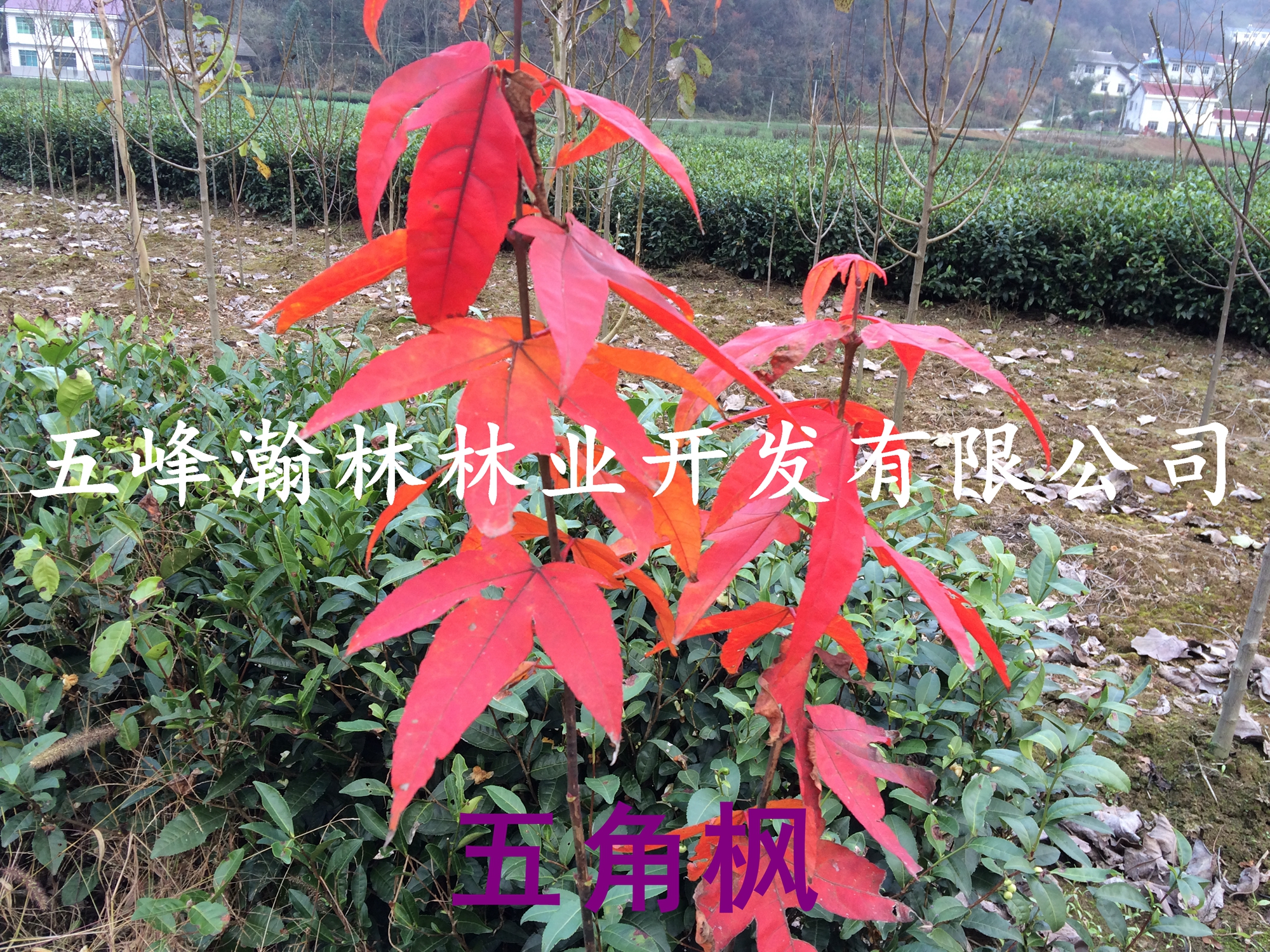 供應(yīng) 青楓樹(shù)種子，青楓樹(shù)種子批發(fā)出售報(bào)價(jià)多少？