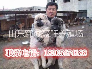 供應(yīng)義烏*廠家，義烏*供應(yīng)商電話，義烏*哪里有賣