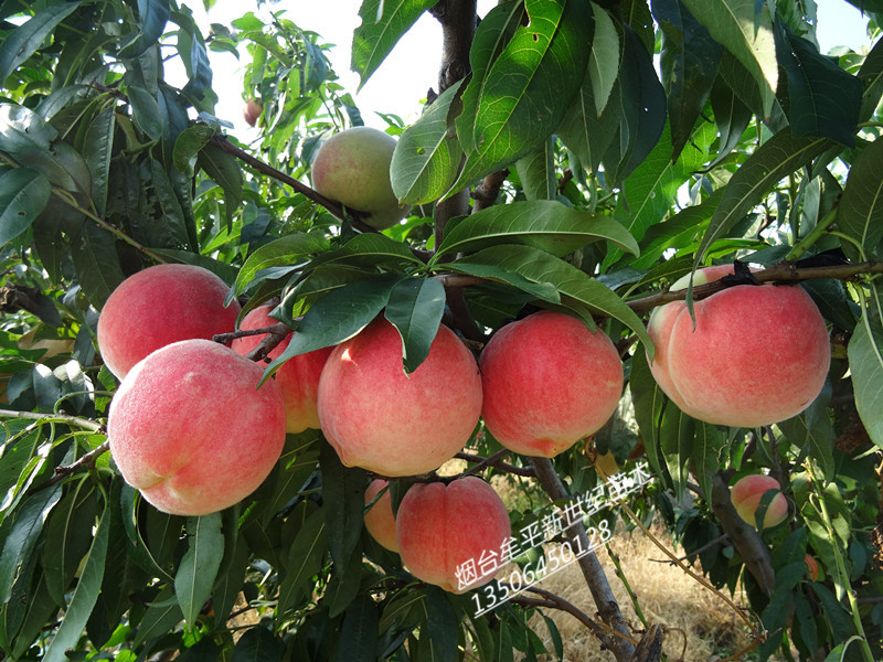 供應(yīng)優(yōu)系紅寒露蜜桃苗  離核優(yōu)系寒露蜜桃苗