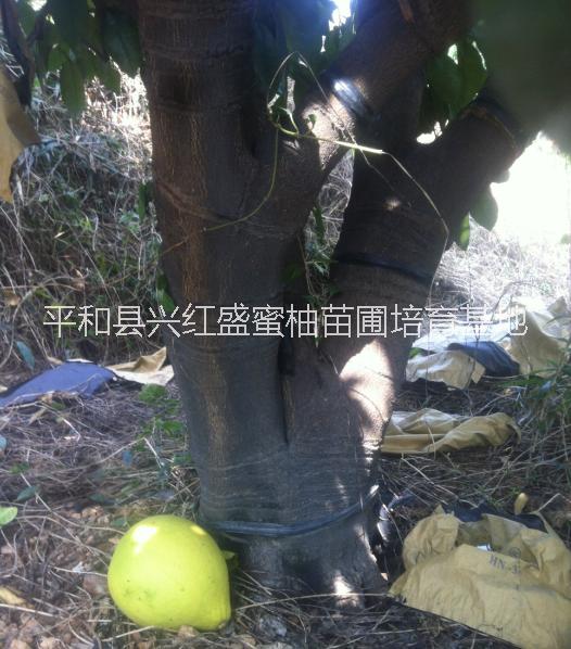 供應(yīng)平和三年結(jié)果蜜柚母樹大果樹苗出售、平和蜜柚結(jié)果母樹、蜜柚結(jié)果大母樹