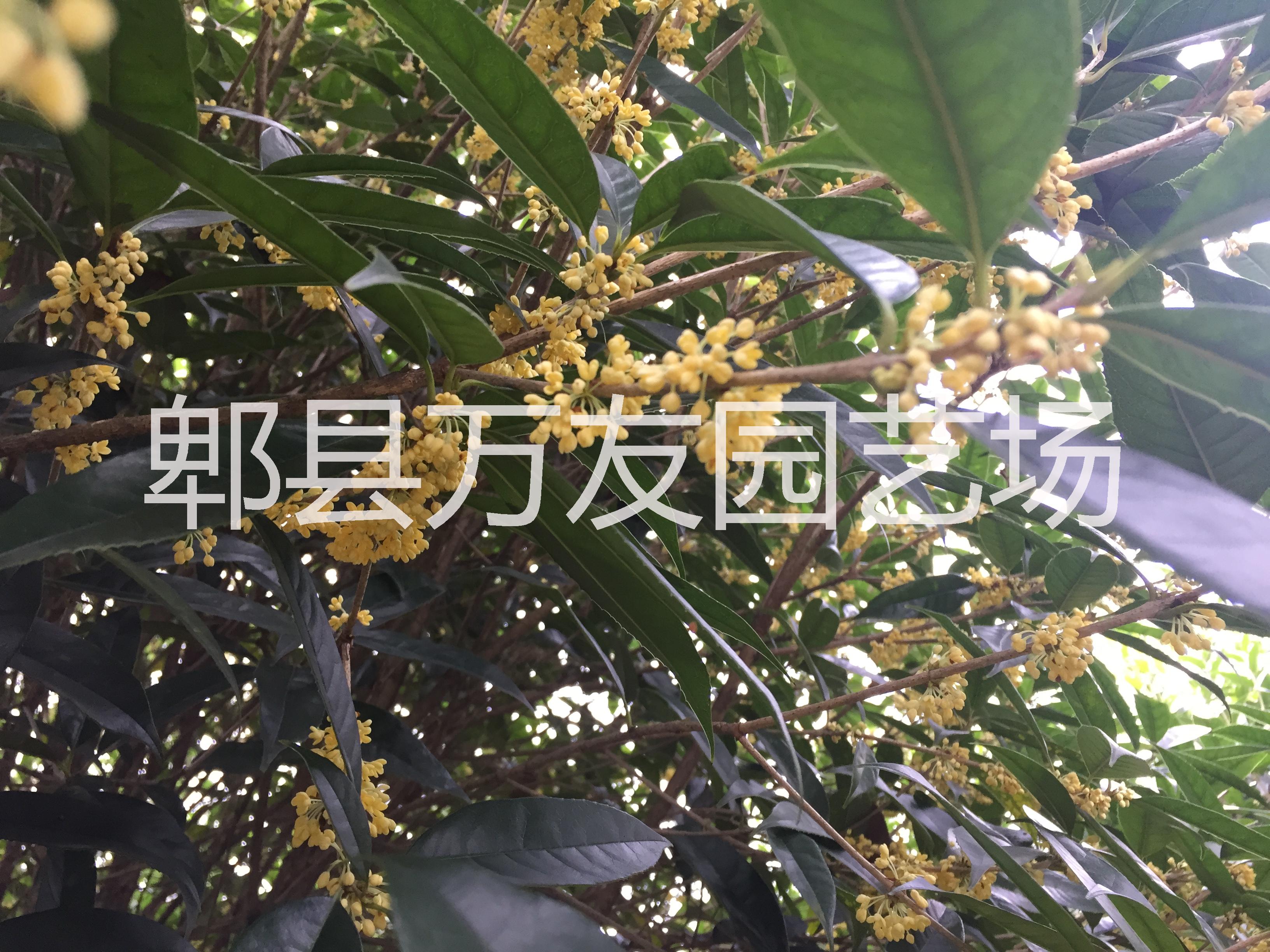 供應(yīng)成都桂花/四川桂花批發(fā)/四川桂花/成都高桿桂花/四川高桿桂花價格