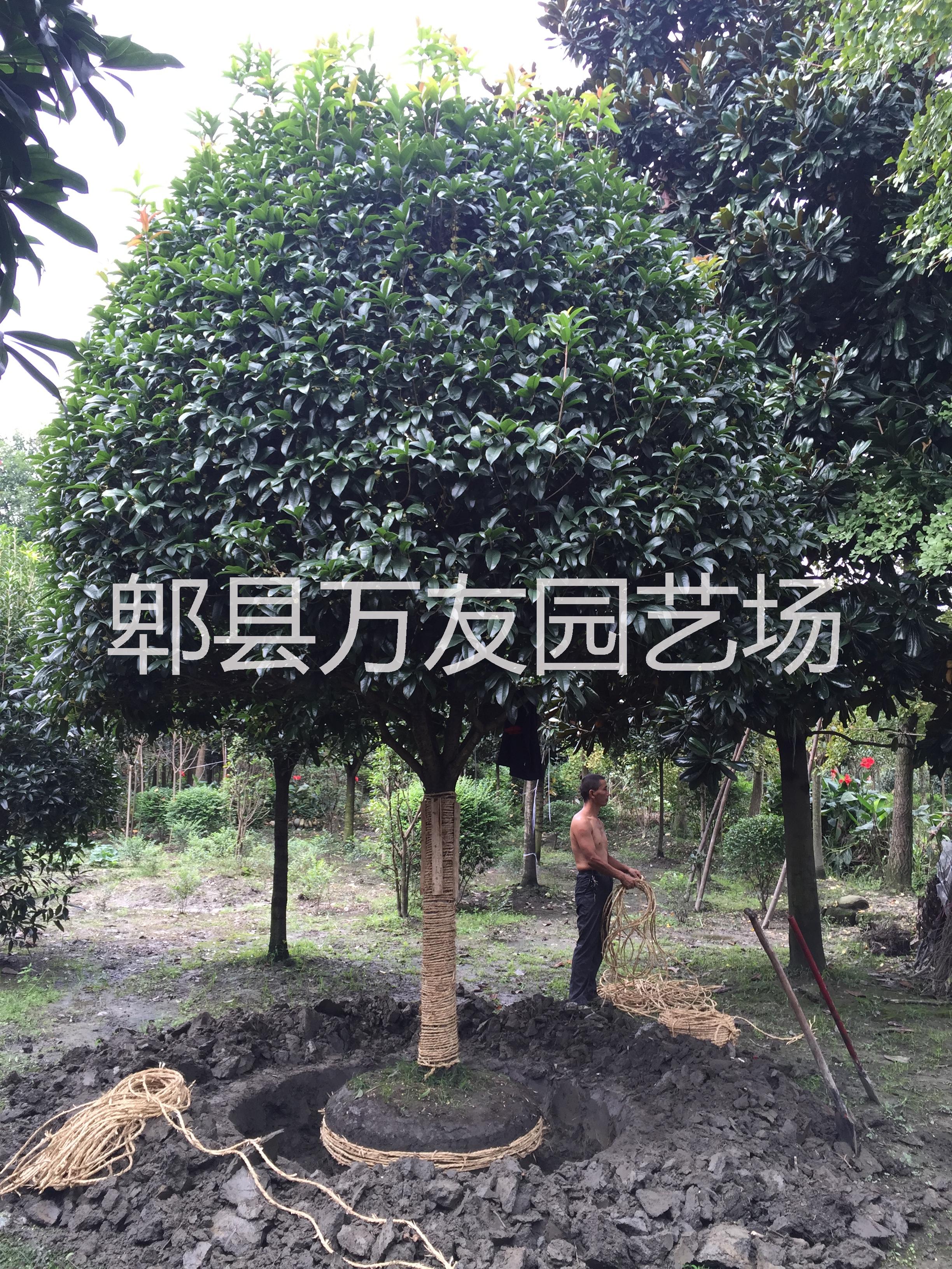 供應(yīng)四川成都高桿桂花，成都高桿桂花批發(fā)價格