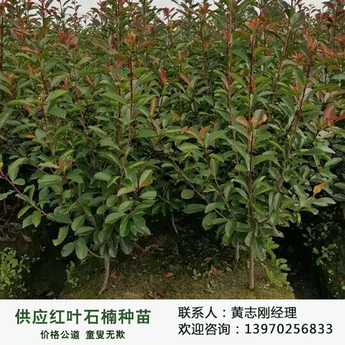 廬山林木供應(yīng)用于綠化的林木廠家直銷(xiāo)供應(yīng)2公分紅葉石楠