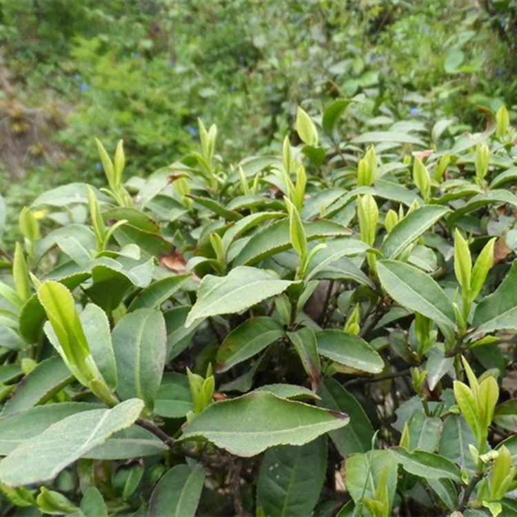 供應(yīng)信陽毛尖雨前茶 信陽毛尖春茶批發(fā) 信陽毛尖茶葉