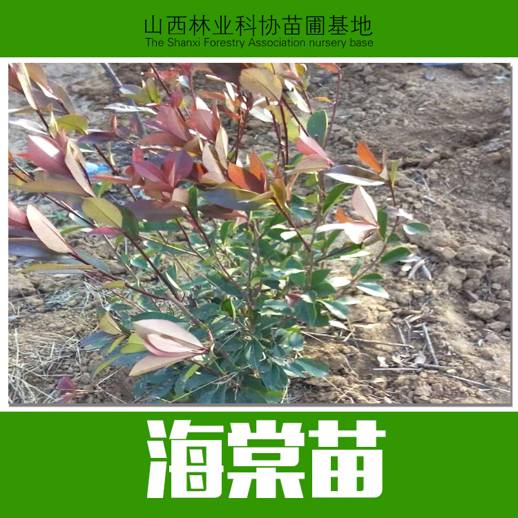 山西海棠苗基地價格  綠化苗木 山西海棠苗批發(fā)基地 海棠小苗 海棠苗  山西綠化苗木 山西海棠苗基地 山西海棠苗批發(fā)基地