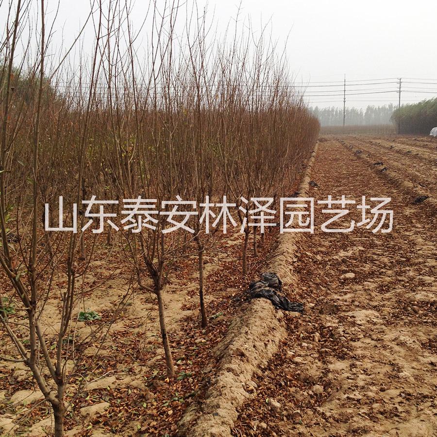 庭院種植石榴苗 現(xiàn)挖現(xiàn)賣石榴苗*石榴苗量大價優(yōu)