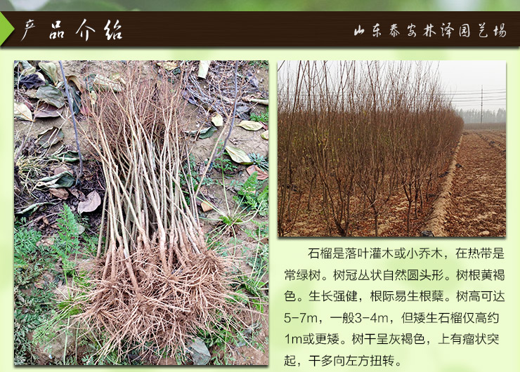 供應石榴苗今年價格 石榴苗今年什么價格
