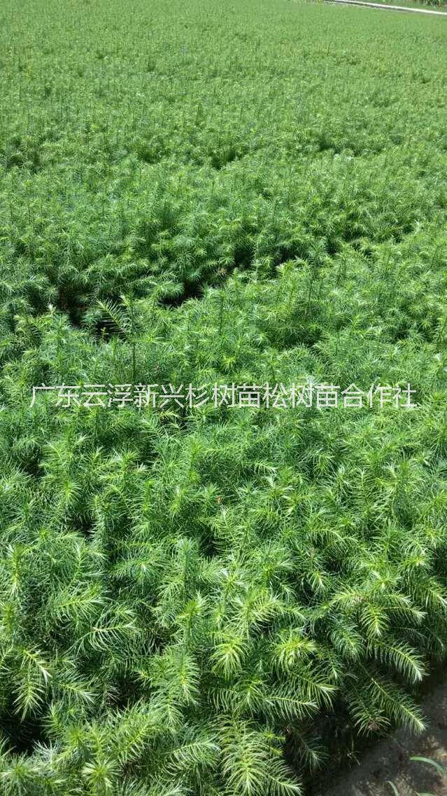供應(yīng)肇慶速生杉苗-杉木苗電話  杉苗定種