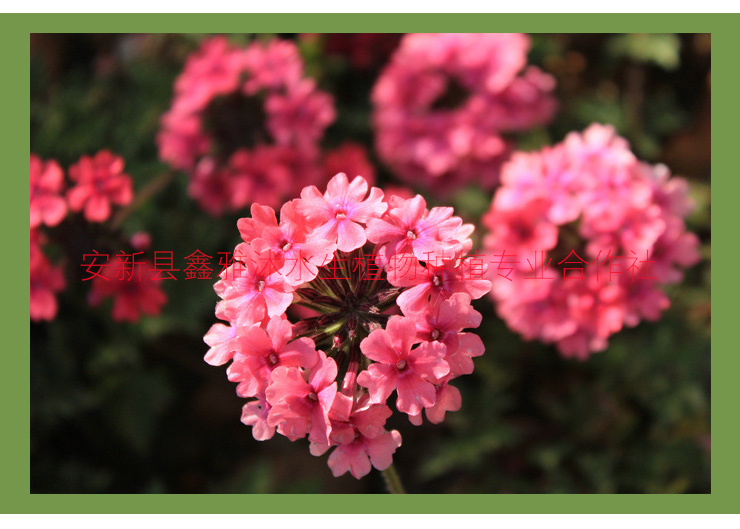 供應(yīng)遼中草花，荷花種植，睡蓮種植，水生鳶尾種植， 遼中種植草花