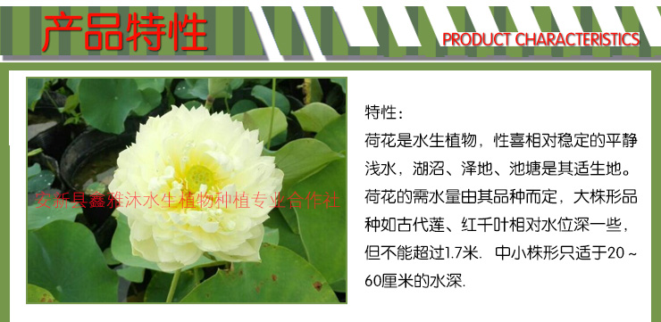 供應(yīng)濟(jì)南美人蕉種植基地 美人蕉種類(lèi)種植 傳授美人蕉種植方法可咨詢(xún)