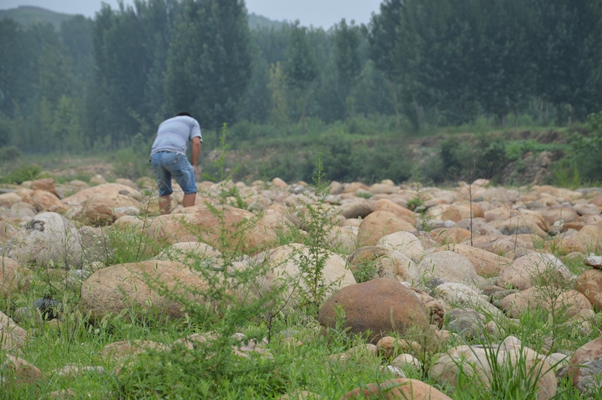 河南天然鵝卵石河石價格