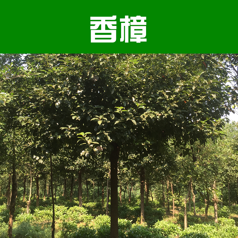 供應(yīng)香樟 樟樹 香樟樹價格 柳州綠化苗木基地