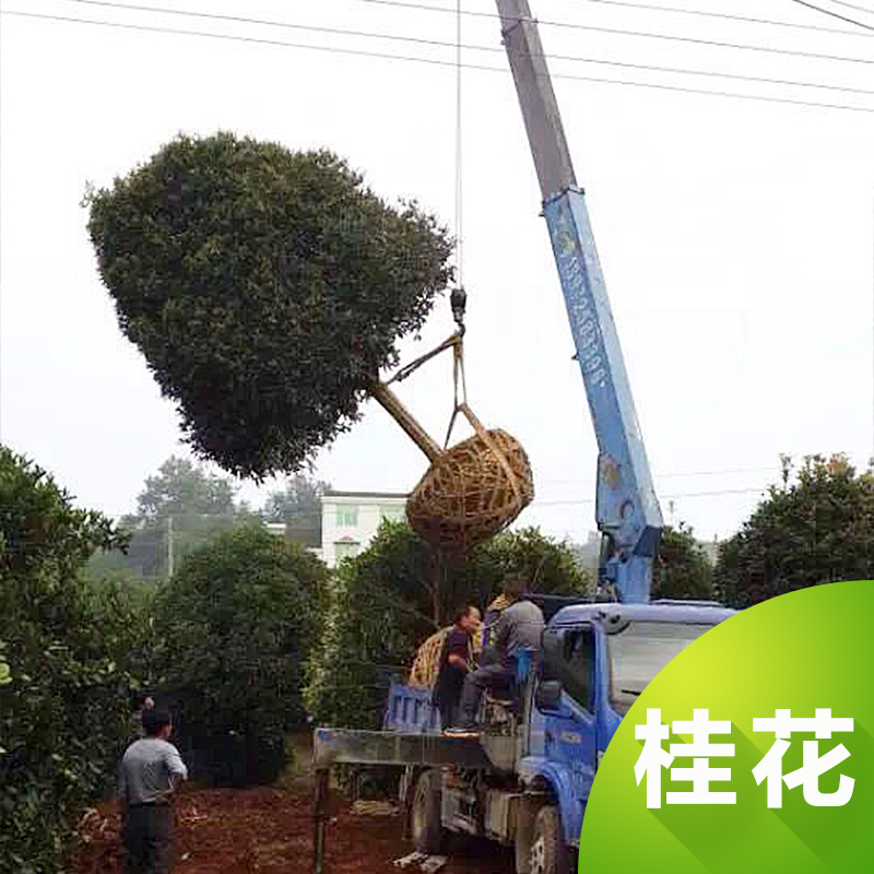供應(yīng)湖北桂花苗木，湖北垃圾桂花，湖北*桂花，湖北假植桂花，湖北占地桂花，湖北８－２０公分桂花，桂花苗木批發(fā)