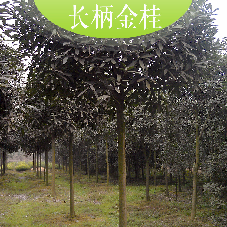 供應(yīng)長柄金桂.優(yōu)質(zhì)長柄金桂