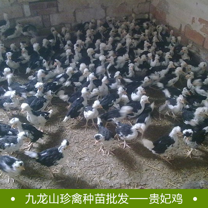 供應貴妃雞苗批發(fā)