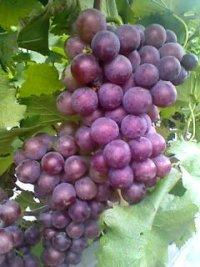 供應(yīng)2016年葡萄種植新技術(shù)，2016年葡萄種植新技術(shù)介紹，2016年葡萄種植新技術(shù)電話，2016年葡萄種植新技術(shù)