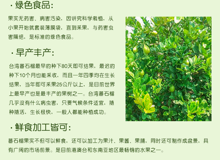 供應番石榴批發(fā)價格 甜脆番石榴 爽口番石榴