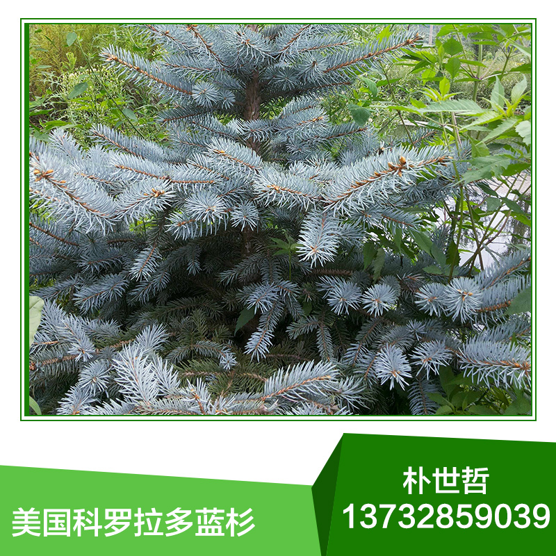 供應(yīng)用于綠化的美國(guó)科羅拉多藍(lán)杉 東北美國(guó)科羅拉多藍(lán)杉綠化苗木   東北美國(guó)科羅拉多藍(lán)杉綠化苗木