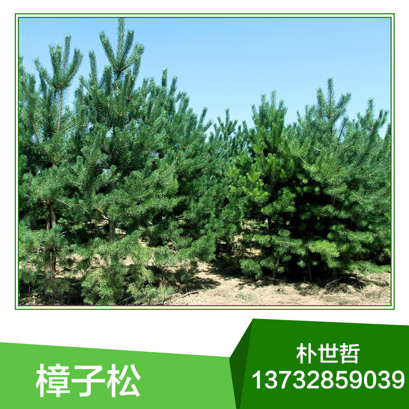 基地直銷 東北樟子松 樟子松苗木 綠化小苗 批發(fā)