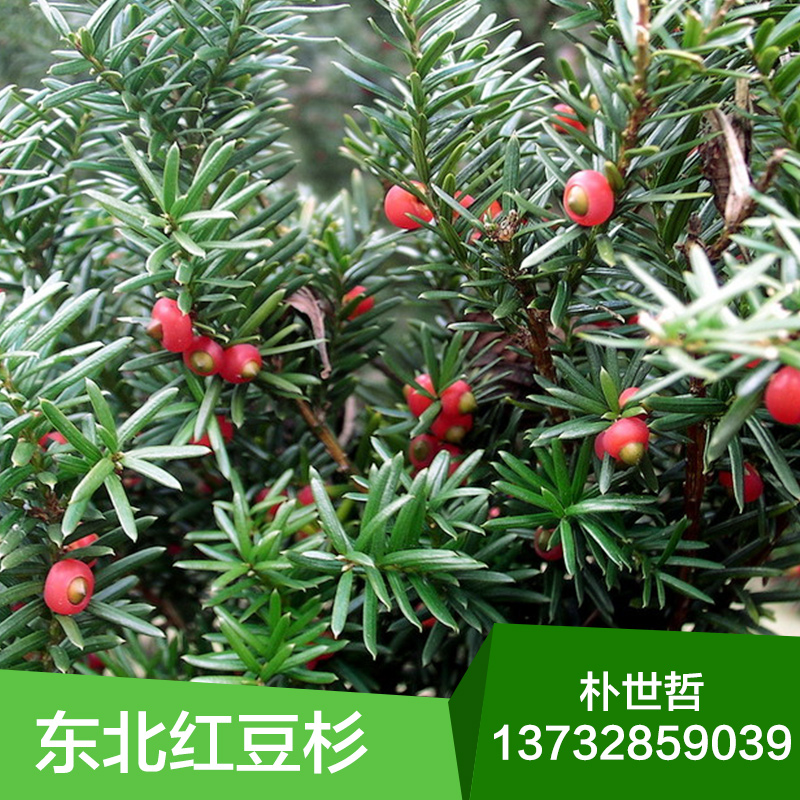 供應(yīng)東北紅豆杉苗，東北紅豆杉苗批發(fā)價(jià)，東北紅豆杉苗報(bào)價(jià) 北方紅豆杉苗 通化紅豆杉苗 集安紅豆杉苗