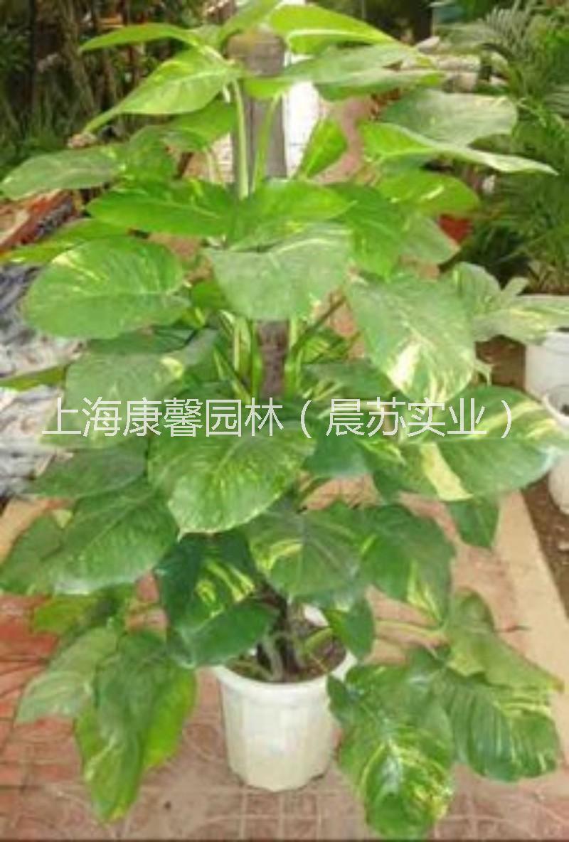 璧山區(qū)商場綠植租擺服務電話 璧山區(qū)商場綠植租擺租賃電話