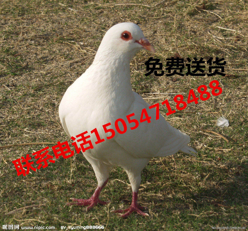 雪花元寶鴿一對多少錢？公斤鴿種鴿 白色公斤元寶鴿價格