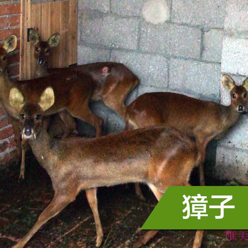 獐子價(jià)格 獐子批發(fā) 獐子養(yǎng)殖價(jià)格