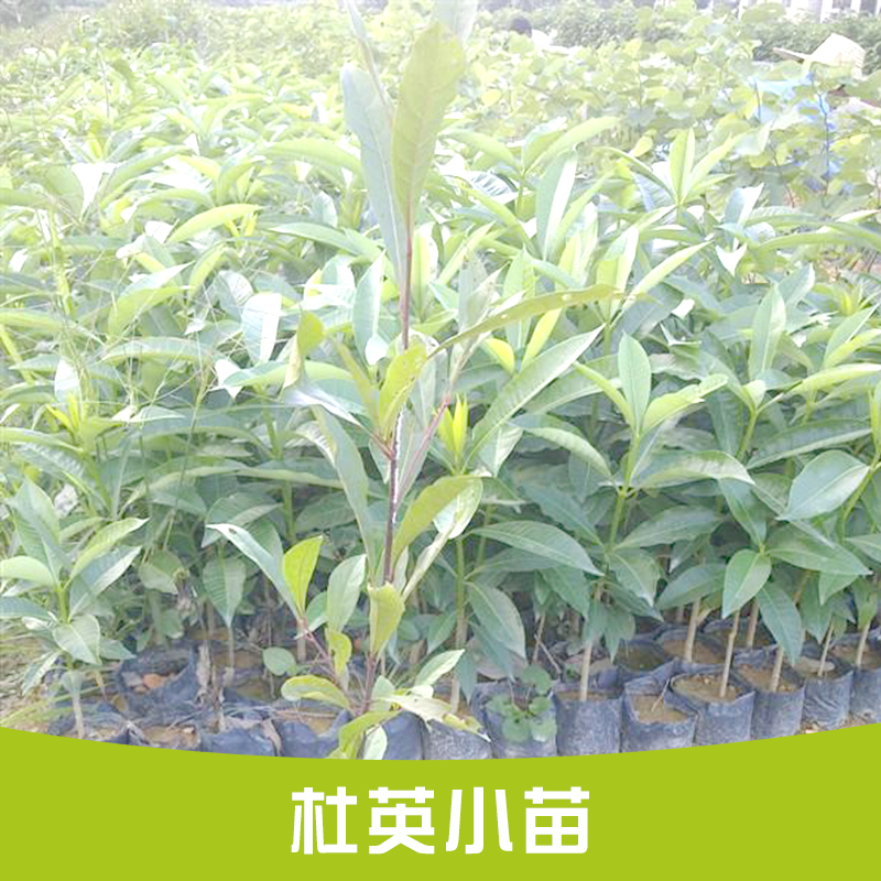 供應(yīng)江西南昌杜英小苗批發(fā)  園林植物 杜英樹苗 規(guī)格齊全